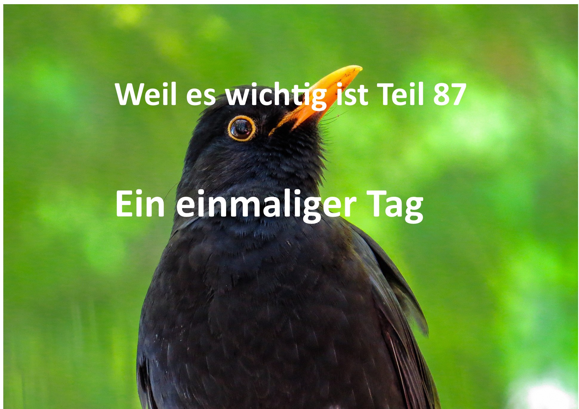 Weil es wichtig ist Teil 87